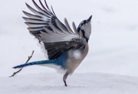 This blue jay looks like it’s either embracing the snow or has just had enough of it. Catharine MacDonald captured the photo of the stunning blue jay in Antigonish, N.S. It was captured during the midst of the winter Olympics, and MacDonald said this was the Olympics blue jay competitor. Is speed flying the preferred sport for this feathered friend? Thank you for sharing, Catharine.