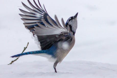 WEATHER PHOTO: Snow day for a blue jay in Antigonish, N.S.