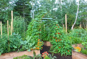 I use garden tunnels to grow vertical vegetables like pole beans, cucumbers, squash, melons, and cucamelons. 