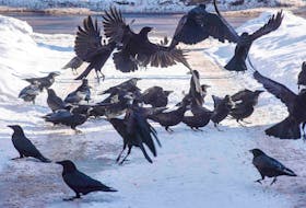 Crows squabble over some food recently in a yard on Brighton Road in Charlottetown.