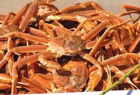 Snow crab landings in Atlantic Canada in 2021 were worth over $1 billion. Newfoundland and Labrador is the biggest producer of snow crab, with landings valued at over $600 million for the inshore fishery.