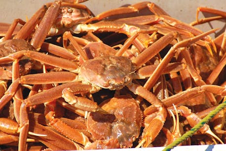 Last year’s snow crabs aren’t selling as Atlantic Canada’s season set to begin