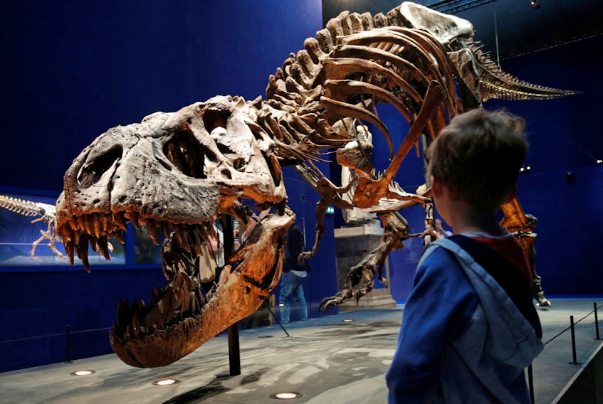 A child looks at a 67-million-year-old skeleton of a Tyrannosaurus, named Trix, during the first day of the exhibition A T-Rex in Paris at the French National Museum of Natural History in Paris, France on June 6, 2018. Some scientists now believe there may have been three distinct species of the formidable dinosaur. REUTERS file photo/Philippe Wojazer