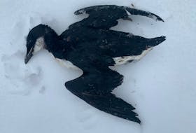 This dead turr was picked up on the community beach in Cape Freels on March 27, 2022. Turrs have been found dead and dying in large numbers in several areas of the province this week, prompting scientists to collect samples to figure out what’s going on. -Contributed