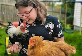 Eleven-year-old Jordyn Barfett said she’s grown attached to her chickens, two of which are micro roosters, and she hopes the Town of Clarenville changes its policies to allow roosters in the community. -CONTRIBUTED
