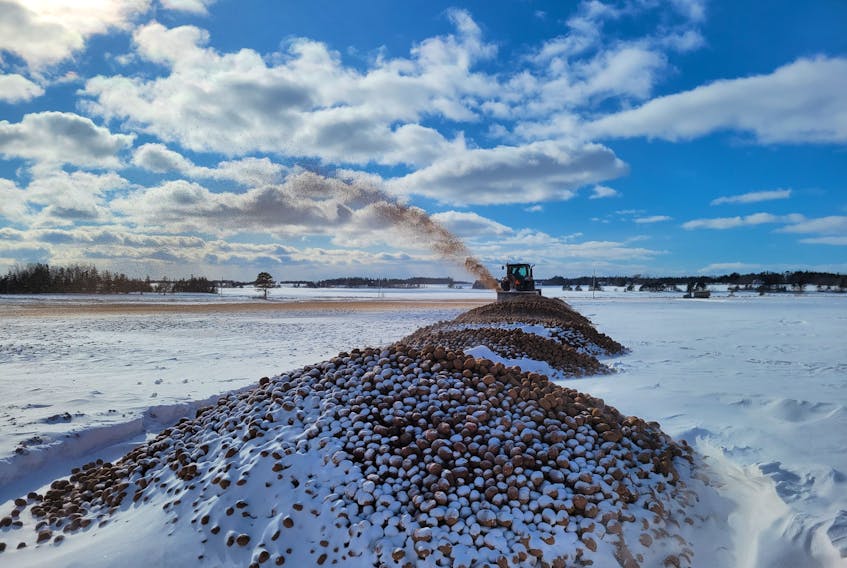 A tractor equipped with a snowblower runs through truckloads of potatoes in a field near Tryon owned by John Visser of Victoria Potato Farm Inc. on February 15. The P.E.I. Potato Board estimates 300 million pounds of fresh potatoes have been destroyed due to the closure of imports to the U.S. border.