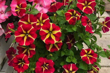 CAROLINE CAMERON: Celebrate the joys and benefits of gardening