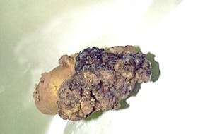 Potato wart is caused by a soil-borne fungus, Synchytrium endobioticum, that attacks the potato plant. The Canadian Food Inspection Agency detected potato wart in a field nearby the two October 2021 detections in P.E.I.