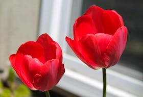 One of my favourite spring blooms – tulips.