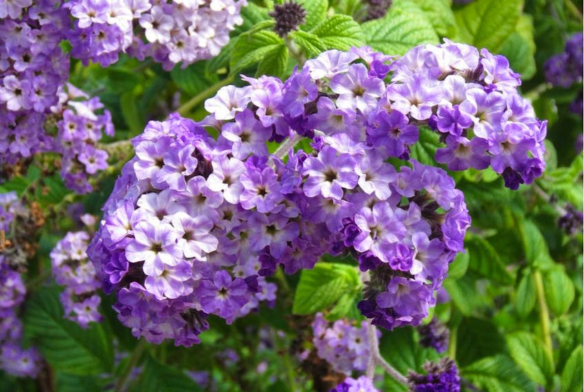 Heliotrope has a vanilla-honey scent — perfect for an aromatic 'rest stop' on a patio, deck or balcony.