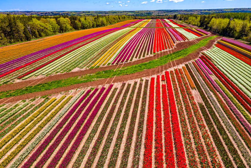 The VANCO Farms Ltd. tulip fields were one of Kyle Jay's favourite things to photograph from above with his drone last year. - Kyle Jay/Island Aerial Photography