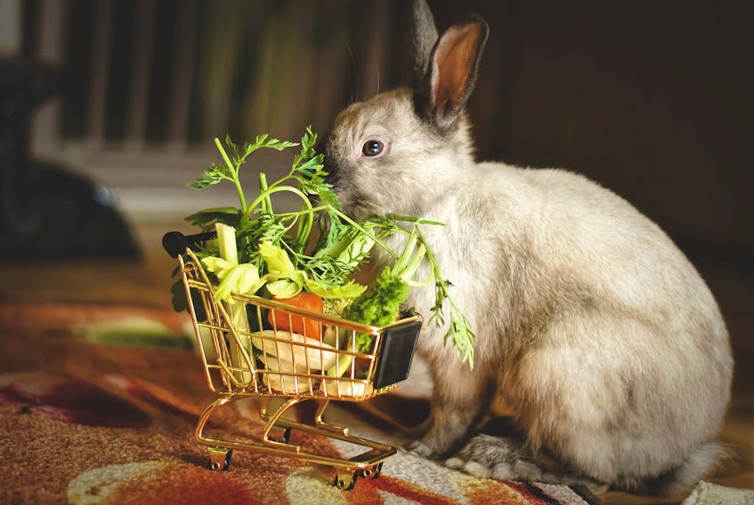 A real rabbit with a shopping cart loaded with groceries