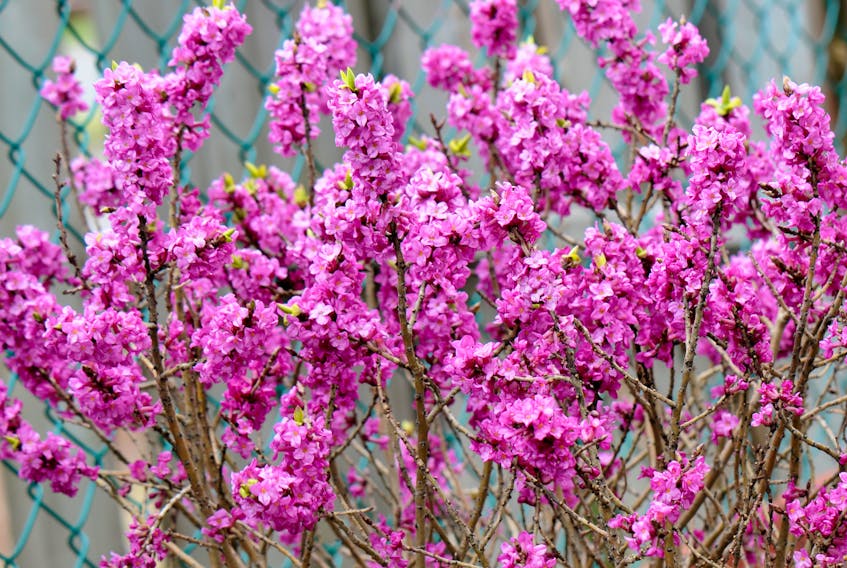 February Daphne doesn’t bloom in February but does add a pop of pink to the April and May landscape. The flowers are heavily scented and the compact nature of this plant makes it adaptable to most gardens. - Todd Boland