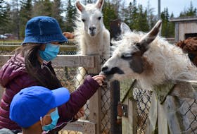 Sophia Liu, 11, and her seven-year-old brother Tony feed the llamas in the sunshine at Two Rivers Wildlife Park on Saturday. The siblings and their parents were enjoying the spring weather over the long weekend. ARDELLE REYNOLDS/CAPE BRETON POST 