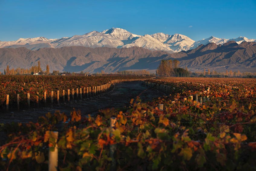 The vineyards of Mendoza in Argentina are located in the foothills of the snow capped Andes Mountains.