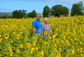 Jack and Marguerite Miller have been growing sunflowers at their North East Margaree farm since 2008. They say it is only since Russia invaded Ukraine that they were aware of the flower’s significance in the latter nation. The Millers hope this year’s crop, which is expected to blossom in mid to late August, will be among their best ever. CONTRIBUTED