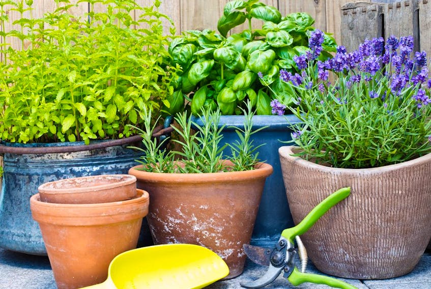 Garden expert Helen Chesnut finds basil easiest to grow, problem-free, in containers on the patio, where it is also conveniently close at hand.