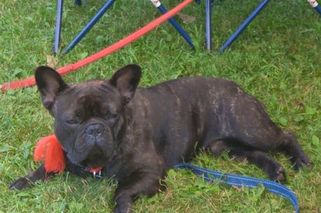 Dognapped? Fergus the French bulldog missing from P.E.I. home