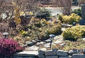 Evergreen shrubs and garden statuary provide year-round interest and a dynamic to any garden. Contributed photo