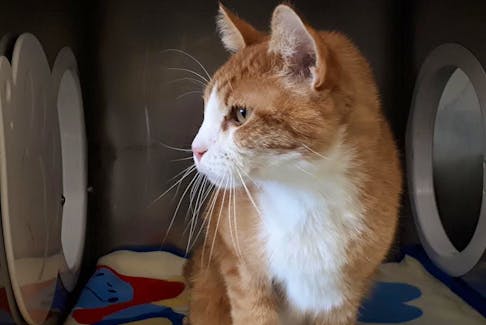 Mr. Butters is an extremely sociable and loving cat who was recently placed for adoption at the Colchester branch of the SPCA. Due to a past injury, he lost part of his tail. He is estimated to be about 10 years old. LYNN CURWIN 