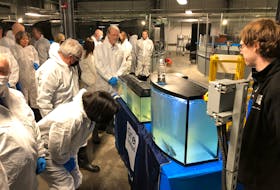 ACOA minister Ginette Petitpas Taylor bends down to get a good look at the young salmon at the Grieg Seafoods facility in Marystown during the grand tour on April 22.