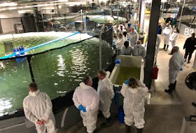For the grand opening of Grieg Seafoods in Marystown, special guests donned white coveralls to tour the 280,000 sq. ft building where salmon are being raised in 14 huge tanks.
