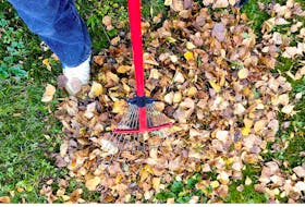 Stock photo of raking leaves.