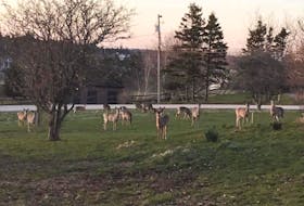 A large number of deer were recently photographed in the north end of the Town of Yarmouth. Over the years there's been more and more deer in the town, it would seem, which is causing a number of issues. The Town of Yarmouth will be considering ways to try to manage the deer population. PHOTO COURTESY OF GIL DARES 