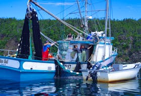 Capelin is fished by inshore boats, using purse seines and traps. In 2021, fish harvesters in Newfoundland and Labrador landed about $15 million worth of capelin.