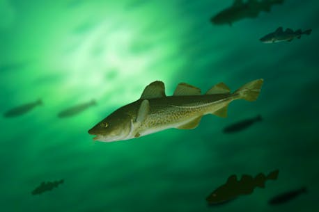 LETTER: Northern cod 30 years after the moratorium is Confederation’s greatest shame