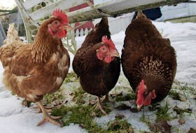 Backyard farmers in Atlantic Canada are not only growing vegetables. They're also raising chickens for eggs and meat.