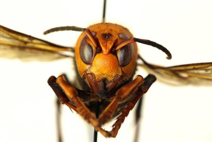 Asian giant hornets, nicknamed "murder hornets," attack honeybee hives, decapitate the bees and feed their bodies to their young.  