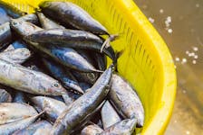 Mackerel are seen in this file photo. There won’t be a mackerel fishery in Atlantic Canada this year or a spring herring fishery in the southern Gulf of St. Lawrence, Fisheries and Oceans Minister Joyce Murray announced Wednesday. CONTRIBUTED

