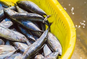 Mackerel are seen in this file photo. There won’t be a mackerel fishery in Atlantic Canada this year or a spring herring fishery in the southern Gulf of St. Lawrence, Fisheries and Oceans Minister Joyce Murray announced Wednesday. CONTRIBUTED
