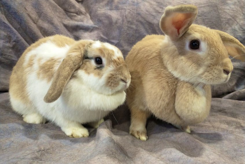 A pair of bunnies from 10,000 Carrots Rabbit Rescue. Tammy MacDonald-Flatt, president of the Nova Scotia-based rescue, says rabbits make great pets, but doesn't think they should be adopted at Easter.