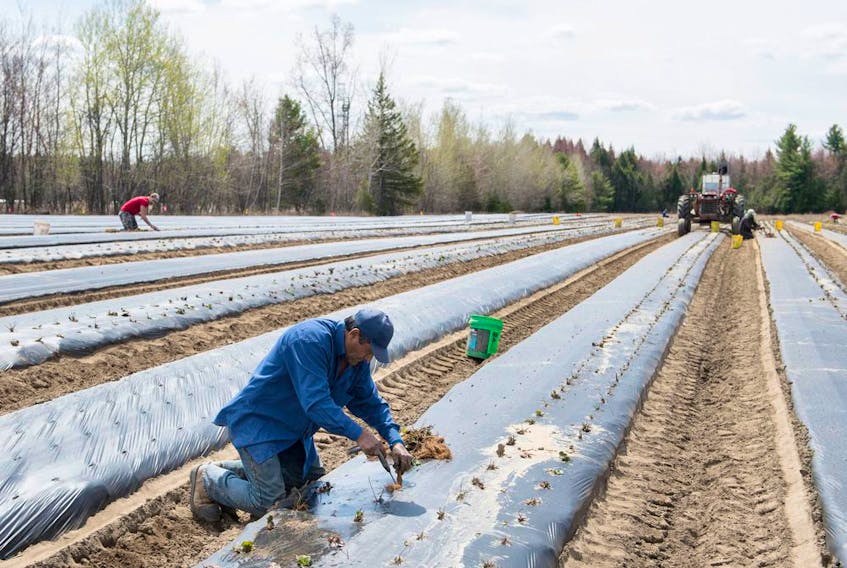 A temporary foreign worker from Mexico plants strawberries on a farm in Mirabel, Que.
