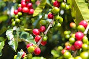 Researchers from Latin America and the U.S. have calculated the benefits of the birds and the bees on coffee.