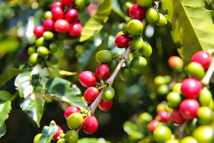 Researchers from Latin America and the U.S. have calculated the benefits of the birds and the bees on coffee.
