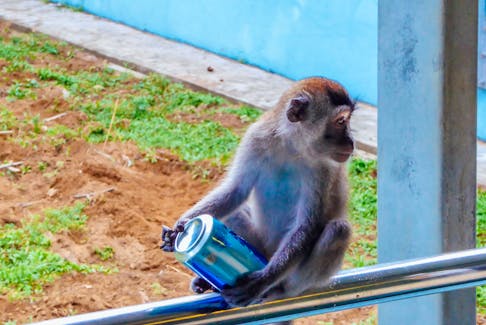 A macaque monkey holds an empty can of beer in Bako National Park, Borneo, Sarawak, Malaysia. 