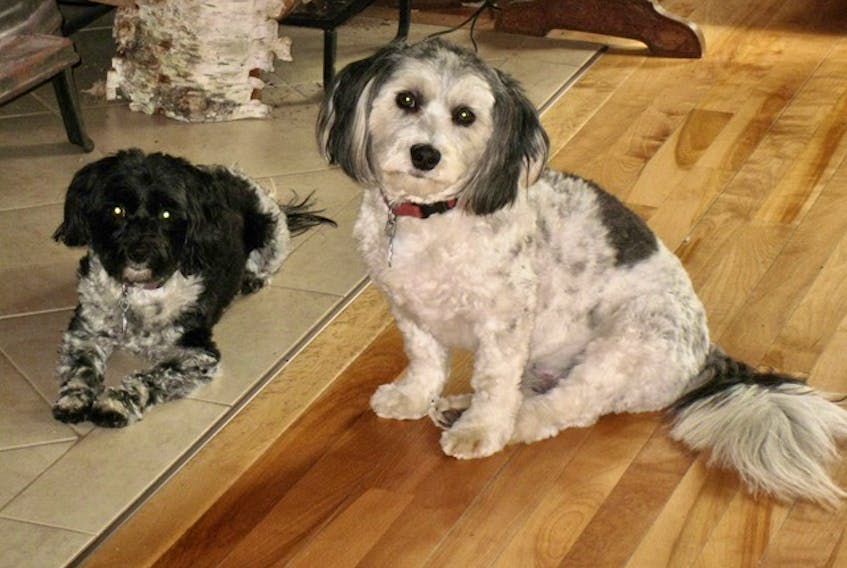 The Elliott family’s Havanese dogs — Chica, on the left, and Zorro — have both required urgent veterinary care over the years, with Zorro providing them with quite a heath scare this year.