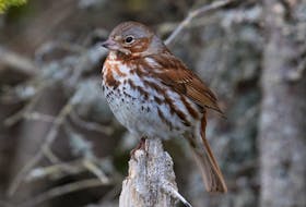 Spring fox sparrows have arrived across Newfoundland, brightening up the early spring woodlands. Contributed photo