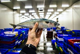 Mackerel are a popular bait fish in the lobster industry. Paul Einerhand photo, Unsplash.