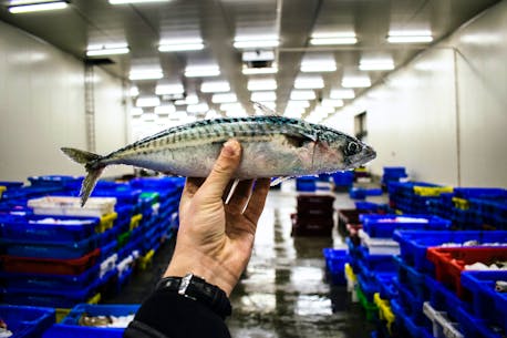 'DFO has slammed the commercial fishery:' Mackerel closure leaves industry demanding explanation
