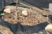 Poorly installed landscape fabric doesn't prevent weeds from growing up and around plants. It just makes them harder to remove. 