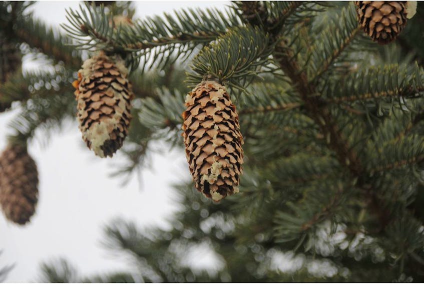  Sap is visible on spruce pine cones.