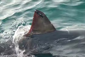 A Canadian great white shark keeps being spotted in the Carolinas, and was last seen on Monday near the Outer Banks, researchers said.