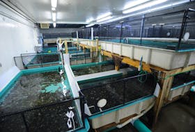 Halibut P.E.I.'s facility and broodstock has been acquired by Amar Seafood P.E.I. Ltd., a subsidiary of Norway's Amar Group.
