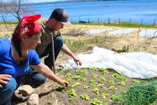 Sutik Bernard, left, and Barton Cutten, the team behind the community garden in Wagmatcook, check out an early crop of Tokyo Bekana, a variety of Chinese cabbage. The pair got an early start planting this year and are hoping to increase their harvest by almost half as a result. ARDELLE REYNOLDS/CAPE BRETON POST