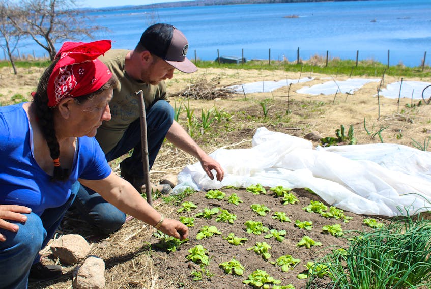 Sutik Bernard, left, and Barton Cutten, the team behind the community garden in Wagmatcook, check out an early crop of Tokyo Bekana, a variety of Chinese cabbage. The pair got an early start planting this year and are hoping to increase their harvest by almost half as a result. ARDELLE REYNOLDS/CAPE BRETON POST