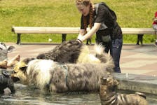 This file photo shows dogs trying to beat the heat at the Berczy Park dog fountain on July 2, 2018. The temperature that day was 33C.

